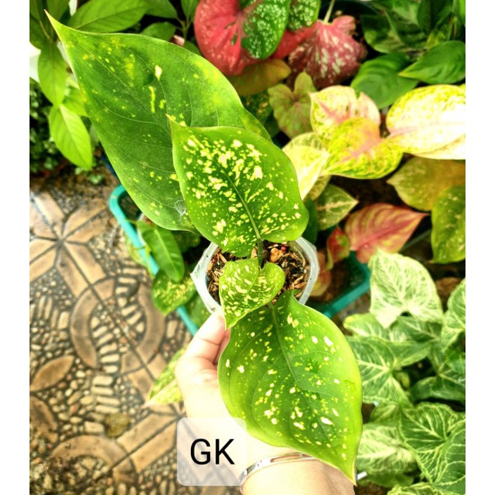 Aglonema Ruby / Ruby Chiangmay aglaonema