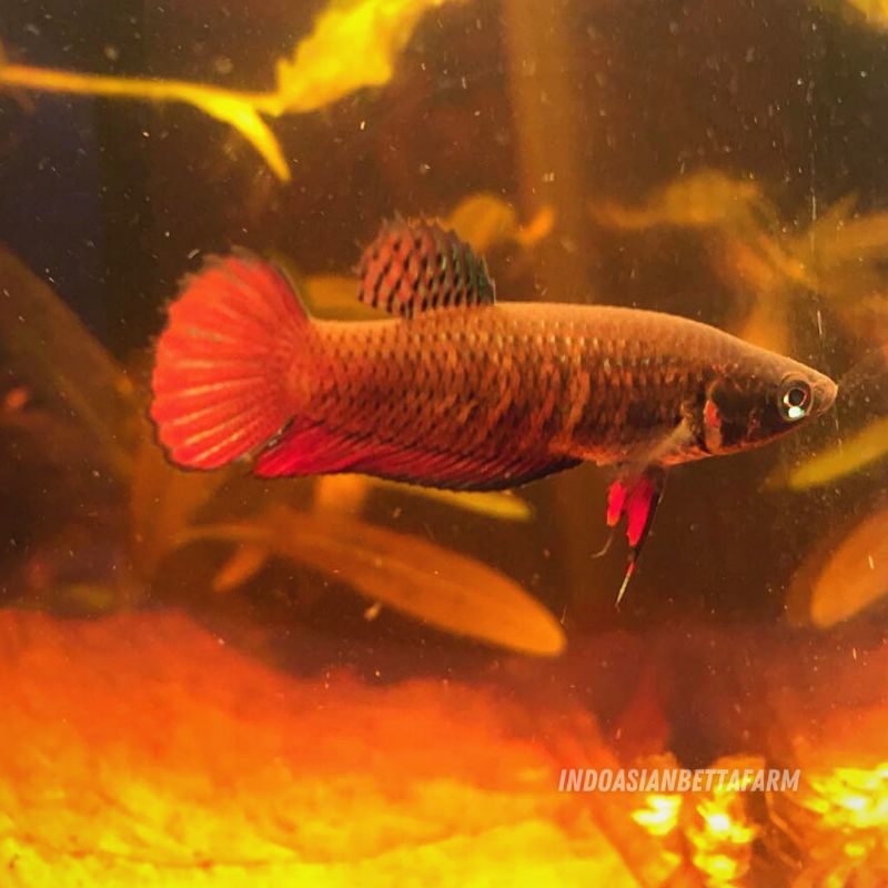 female wild betta splendens - ikan cupang alam
