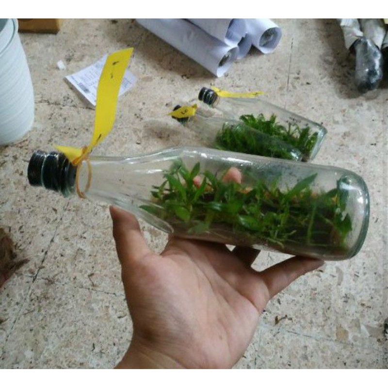 Bibit anggrek botol bulan / phalaenopsis