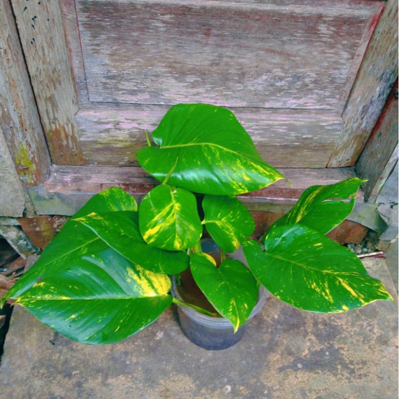 sirih gading jumbo belanda / Tanaman Hias sirih gading