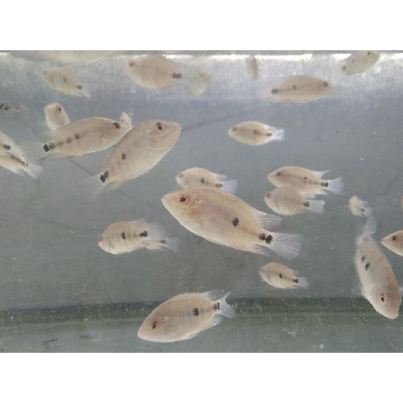 Burayak ikan louhan SRD klasik