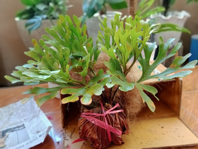 Platycerium Ridleyi (tanduk Rusa)