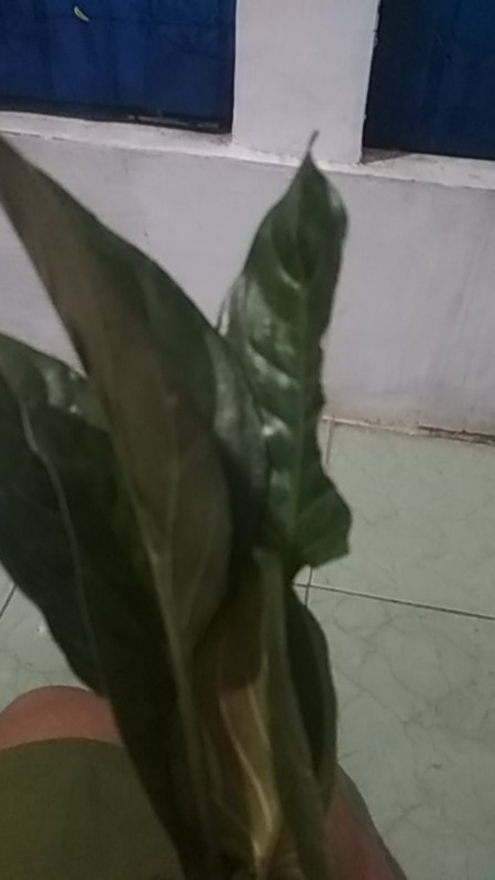 Jual  Tanaman Hias Aglonema Rotudum  _