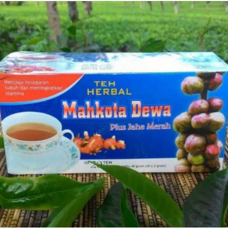 

TEH CELUP HERBAL MAHKOTA DEWA Obat herbal khasiat ampuh mengobati rematik asam urat nyeri sendi pegal linu dengan teh mahkota dewa