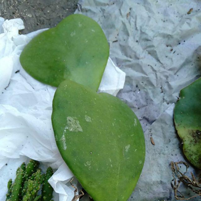 Kaktus Hoya
