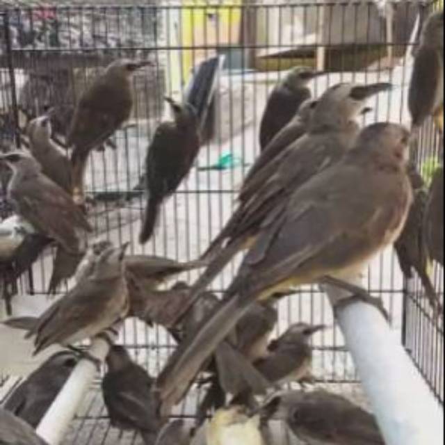 Burung Trucukan Crucuk Crocok Trocokan Shopee Indonesia