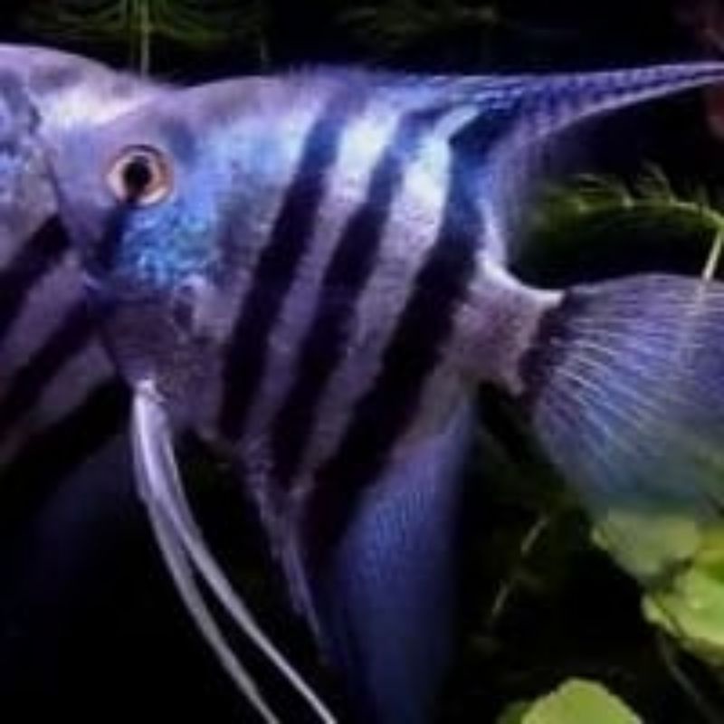 

ikan mempis flatinum/black 5 ekor