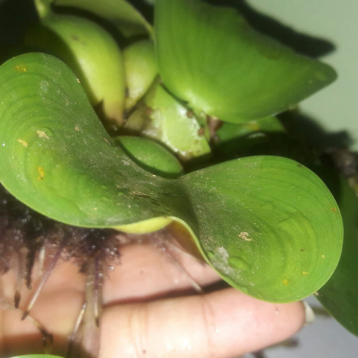 Eceng Gondok Tanaman Eceng Gondok