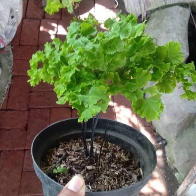 Tanaman Hias Suplir Pakis / Pohon Suplir Pakis