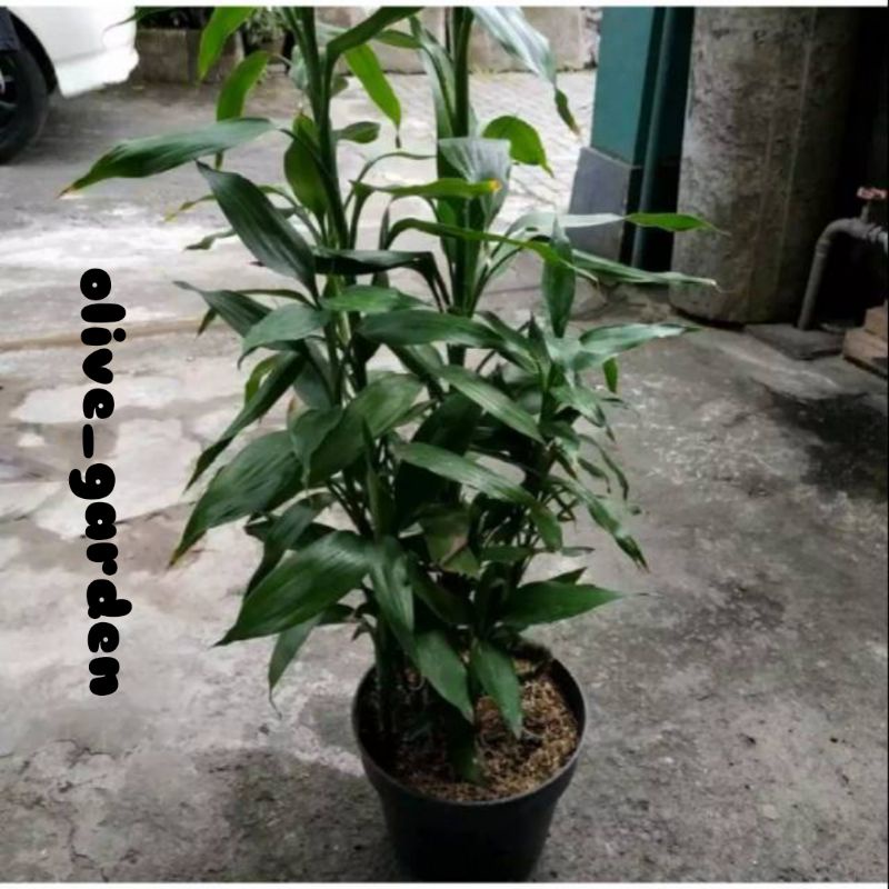 BISA COD Tanaman hias bunga hidup sri rejeki bambu hoki hijau rezeki pohon