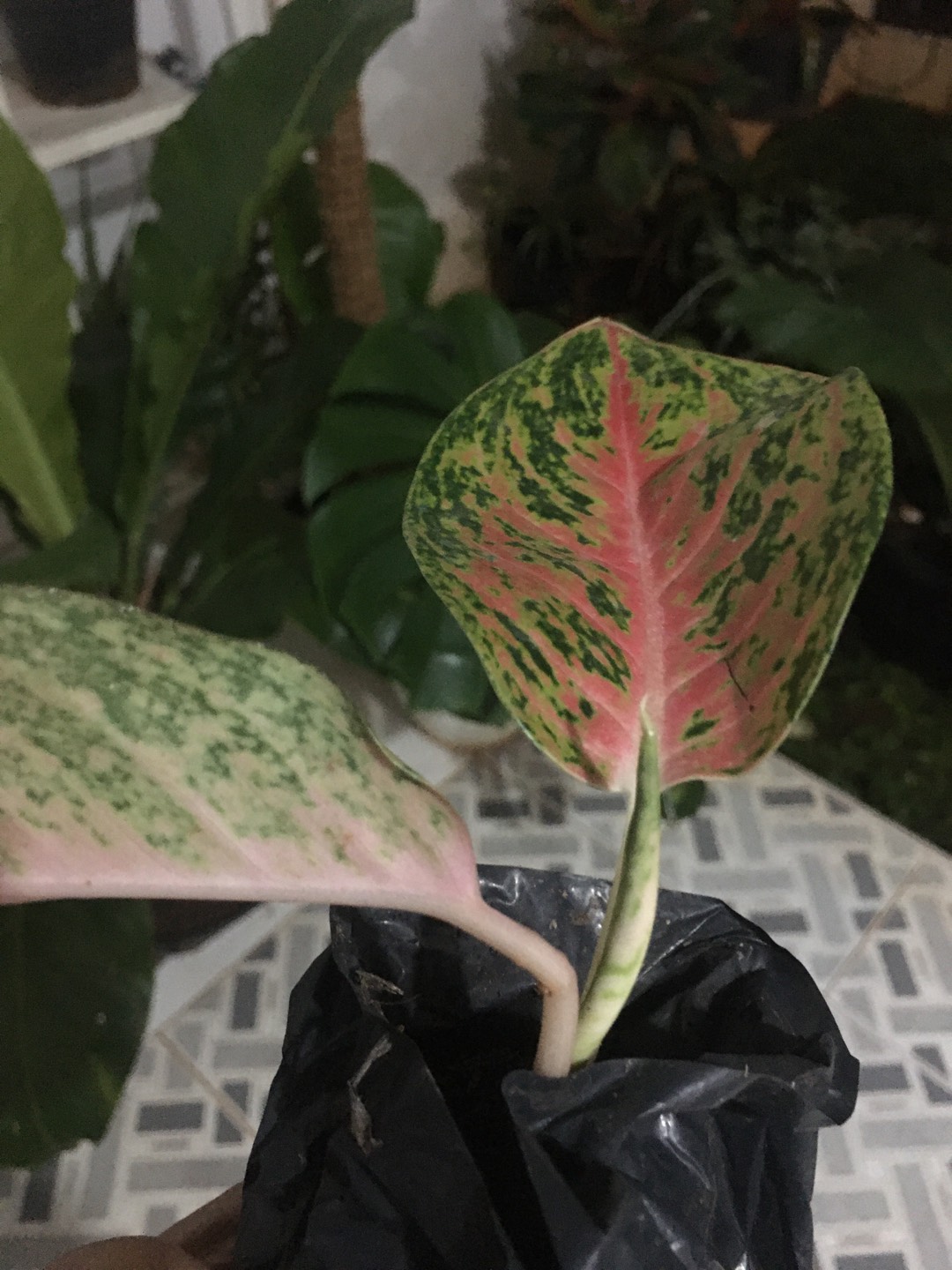 [bisa Cod] Aglonema Heng Heng (tanaman Hias Aglaonema/aglonema)