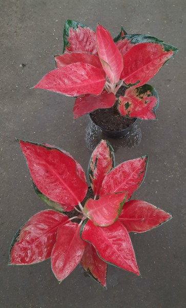 Tanaman Hias Aglonema Red Aurora / Aurora Merah / Siam Aurora