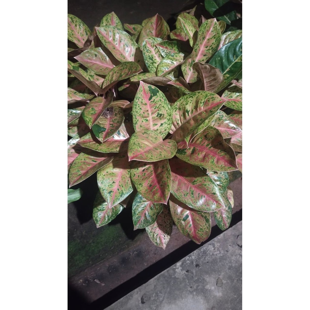 Aglonema big roy murah/big roy rimbun/aglonema big roy kualitas bagus