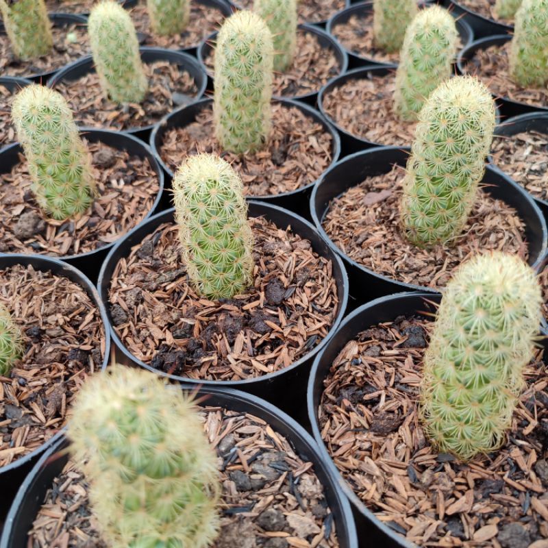 Mammillaria Elongata Single | Kaktus | D 10cm