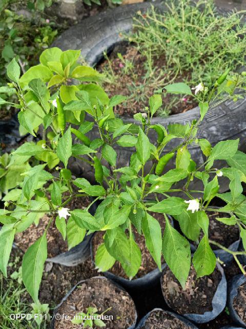 Cabe Rawit Pedas - 15 Benih