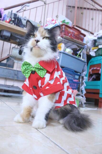 Kemeja merah putih zig-zag lucu untuk kucing dan anjing / baju kucing murah size S-XL