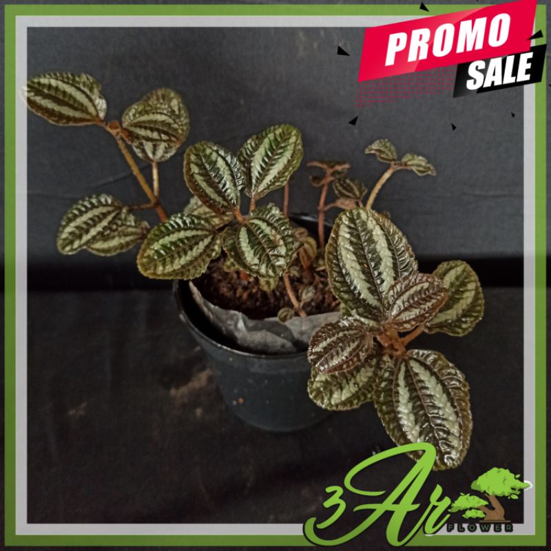 TANAMAN HIAS PILEA SILVER TREE/PILEA SPRUCEANA NORFOLK