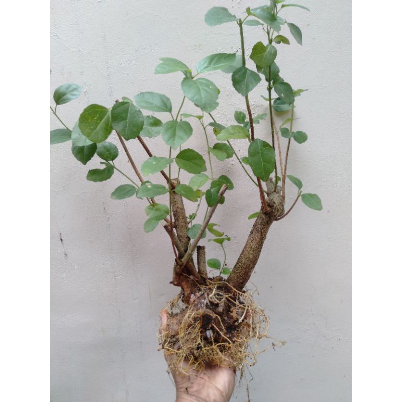 Bonsai Wahong/ Dongkelan