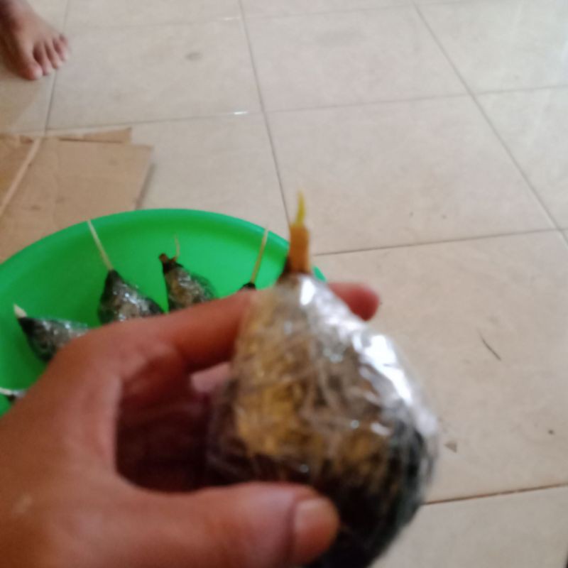 bonggolan aglonema tricolor