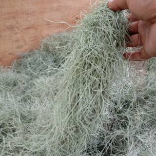 jual per 1 Kg tanaman gantung  tillandsia jenggot  musa  