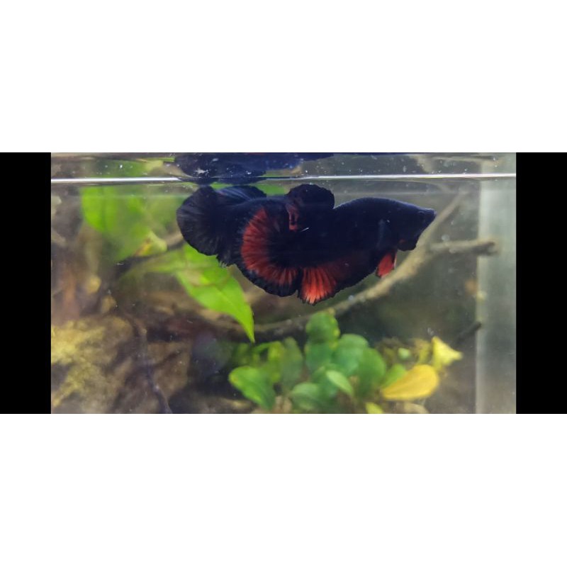 Cupang Male Avatar Vampire