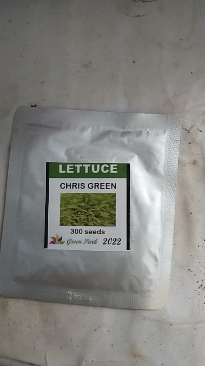 Benih Biji Selada Hijau Chris Green Pack - 300 Biji - Gp