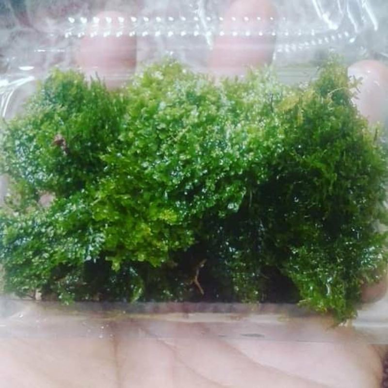 mos ricardia mos aquascape