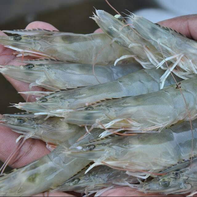 

Udang vanami hidup