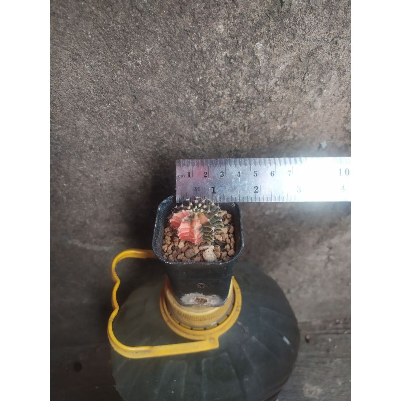 Cactus Kaktus Lb Hybrid Varigata keren 10 ribs