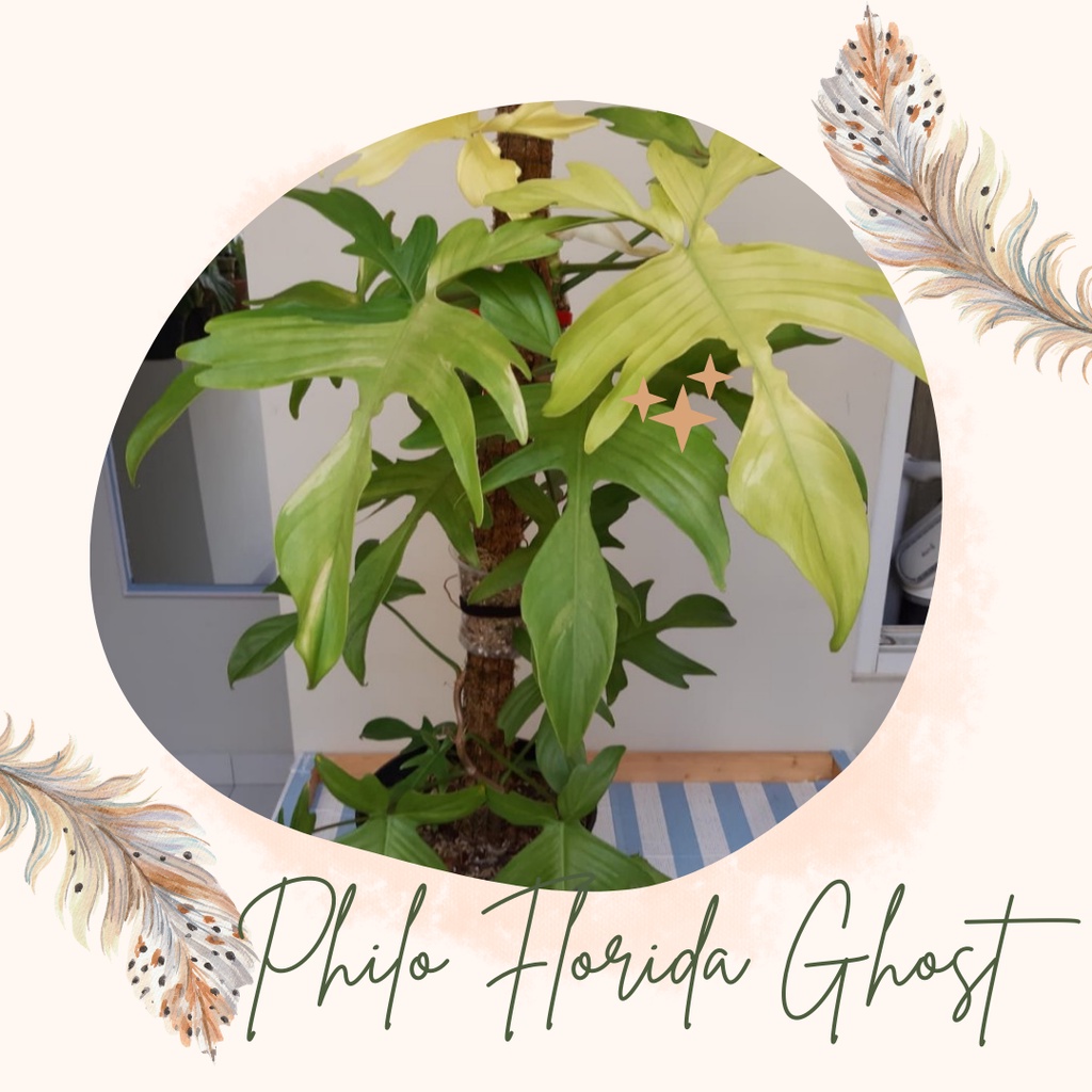 Tanaman Hias Philo Florida Ghost Murah Bunga Philo Florida Ghost Cantik