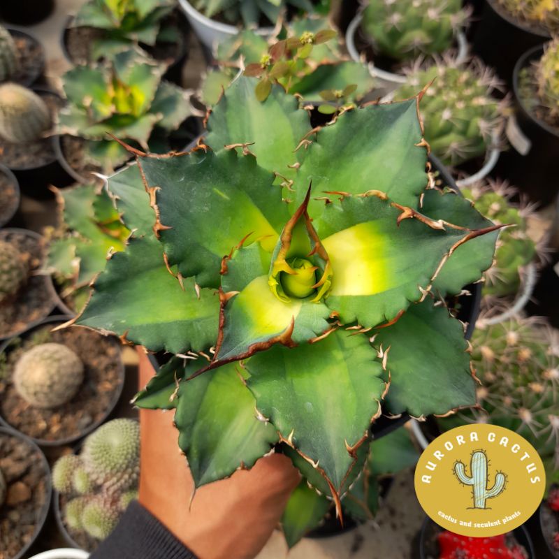 AGAVE TITANOTA MEDIOAUREA