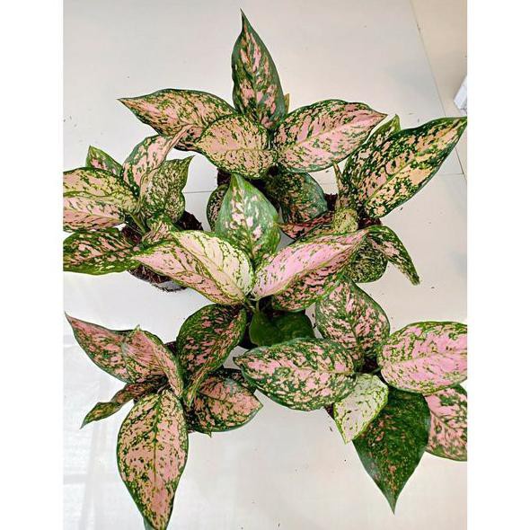 C1O (Bibit Bunga) Ruby Dinamik - Tanaman Hias Aglaonema Aglonema Kualitas Super Dan Bagus