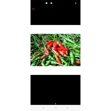 

Cabe rawit kecil cabe gunung khas Lampung 250gr