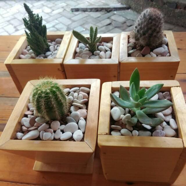 Pot mini unik kaktus JaBe | Shopee Indonesia