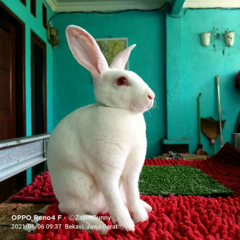 Kelinci Mini Rex Betina