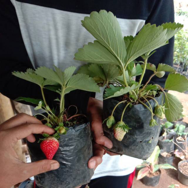 Bibit Tanaman  strawberry australia JUMBO bibit pohon strawberry giant