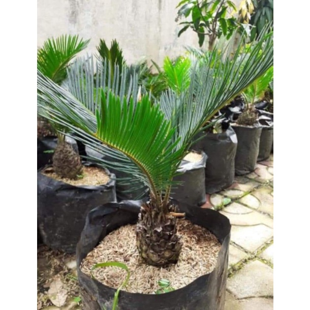 Palem Sikas 4-8 Daun - Mawar Jambe - Batang Besar Tbk
