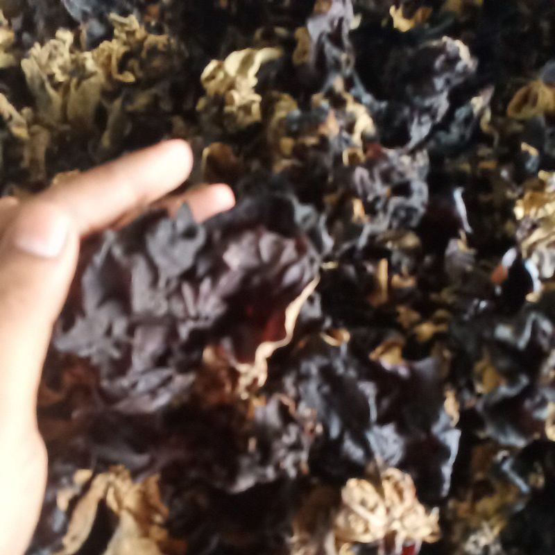

Jamur kuping 100gr