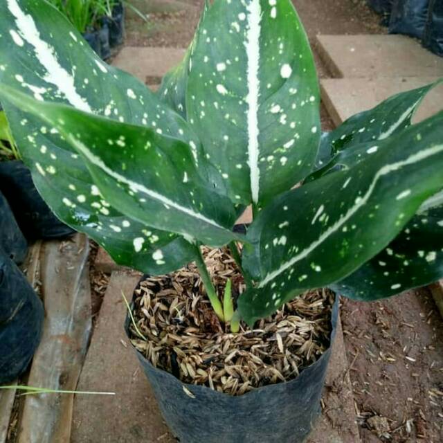 Tanaman hias aglonema srikit, blanceng srikit