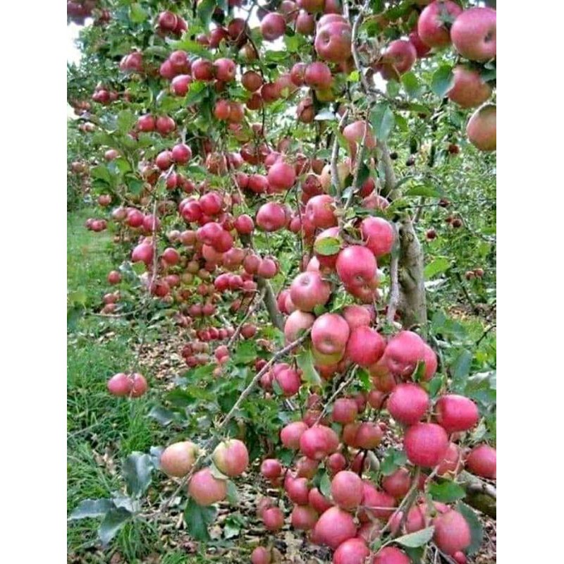 bibit buah apel fuji