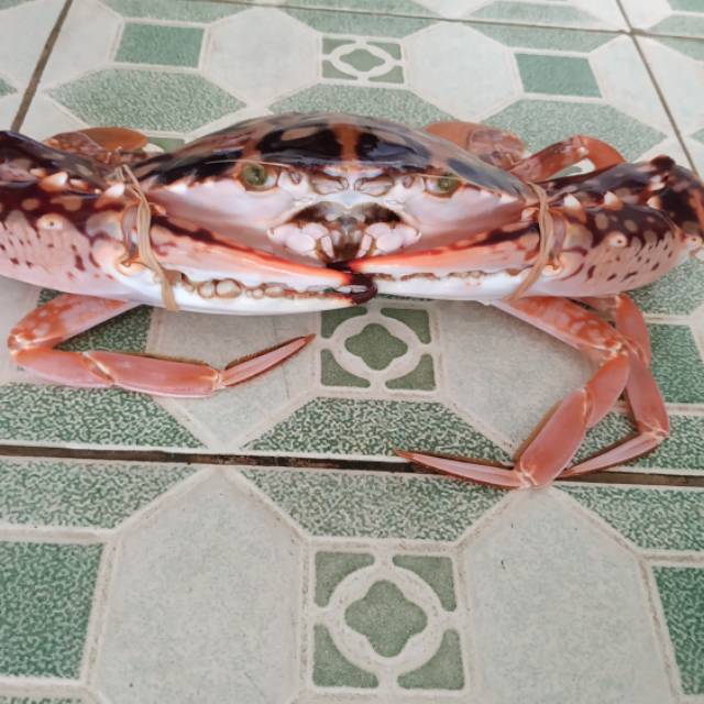 

Kepiting rajungan Besar Hidup