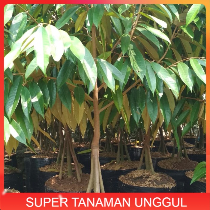 Bibit pohon Durian Musang king super kaki 3(1,5 Meter) batang besar