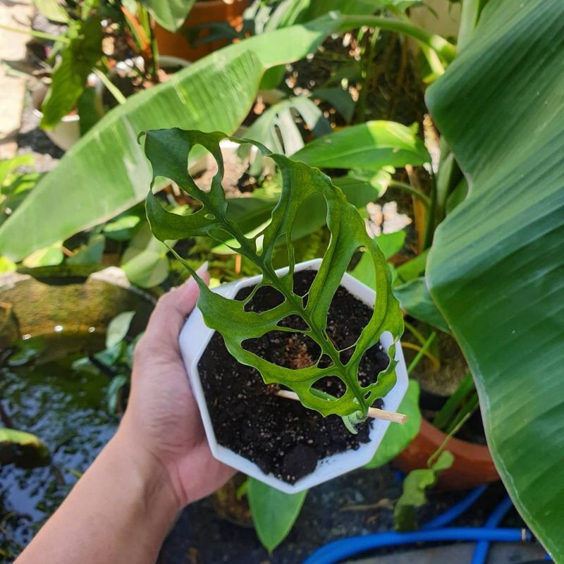 Monstera obliqua Peru 1 daun - monstera obliqua