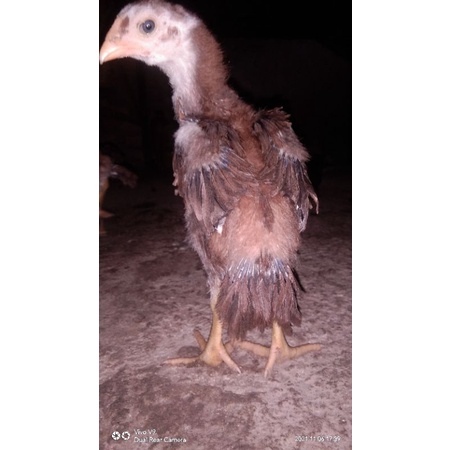 anak ayam bangkok ekor lidi