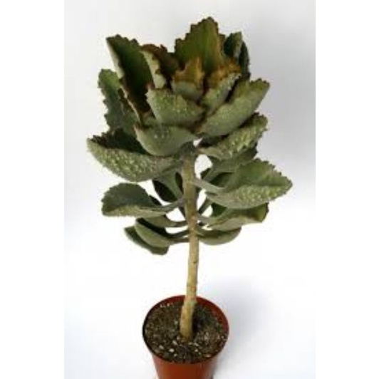 Kalanchoe behariensis 'Rose Leaf'/Kalanchoe