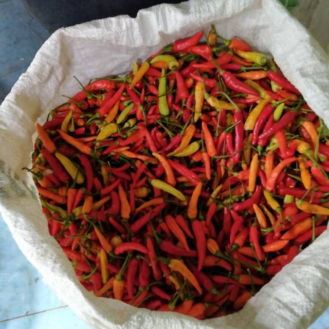 

Cabai rawit merah
