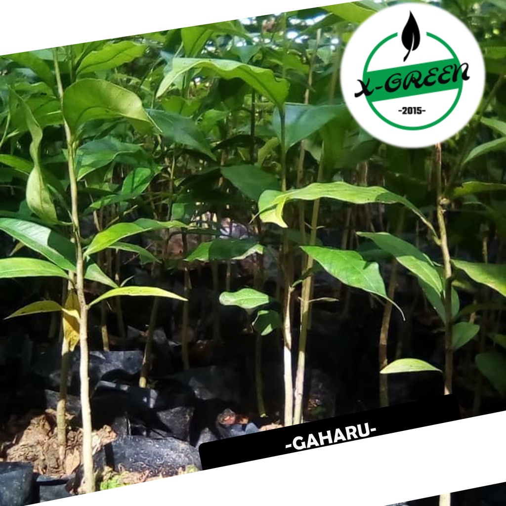Pohon Pohon Gaharu - (X-Green)