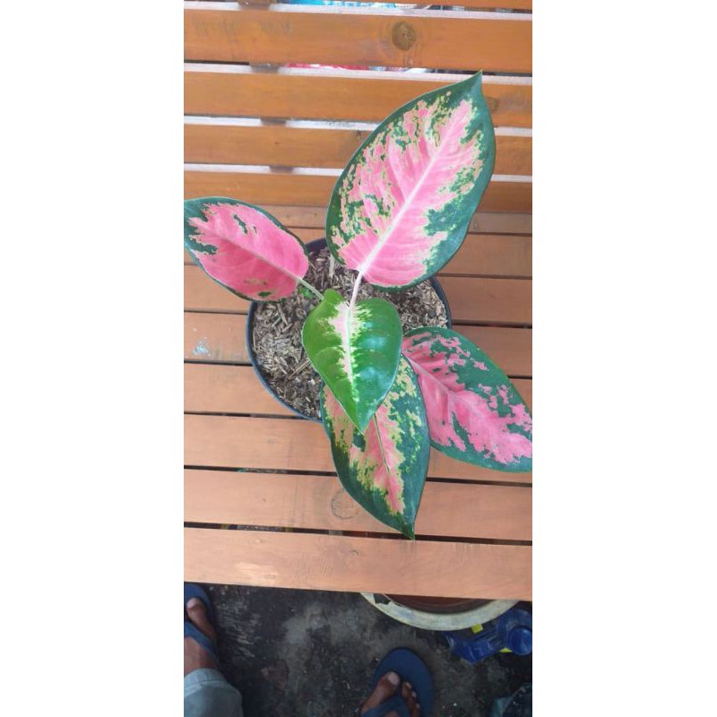 aglaonema kochin paramruay