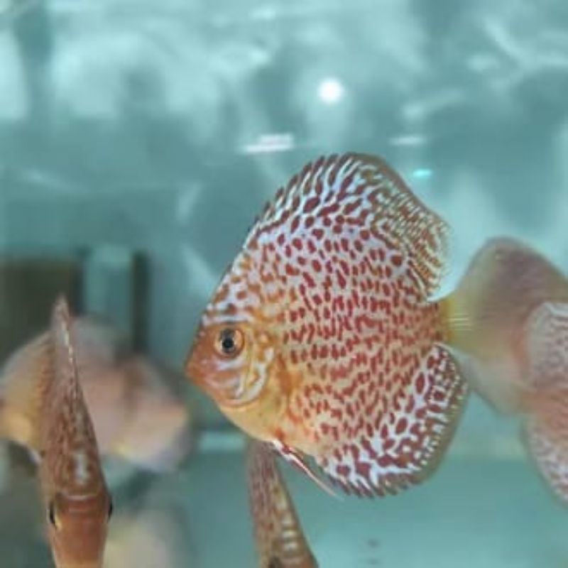 ikan discus original flatinum siz 2 in