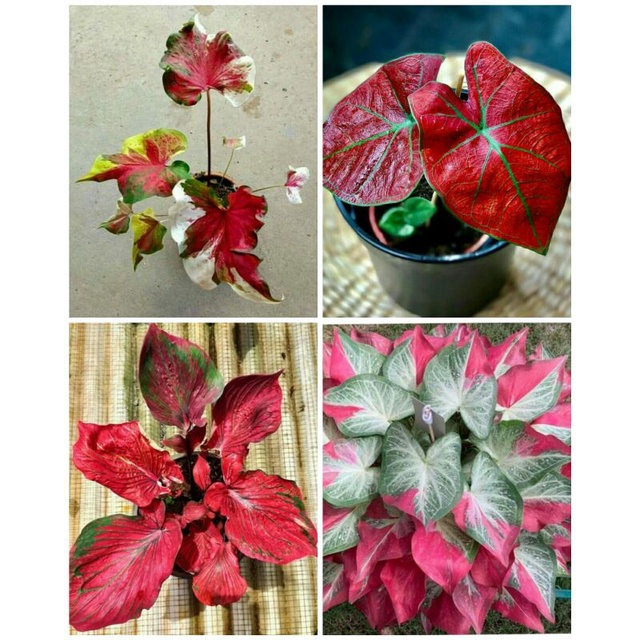 4 paket tanaman hias umbi caladium thailand keladi hias